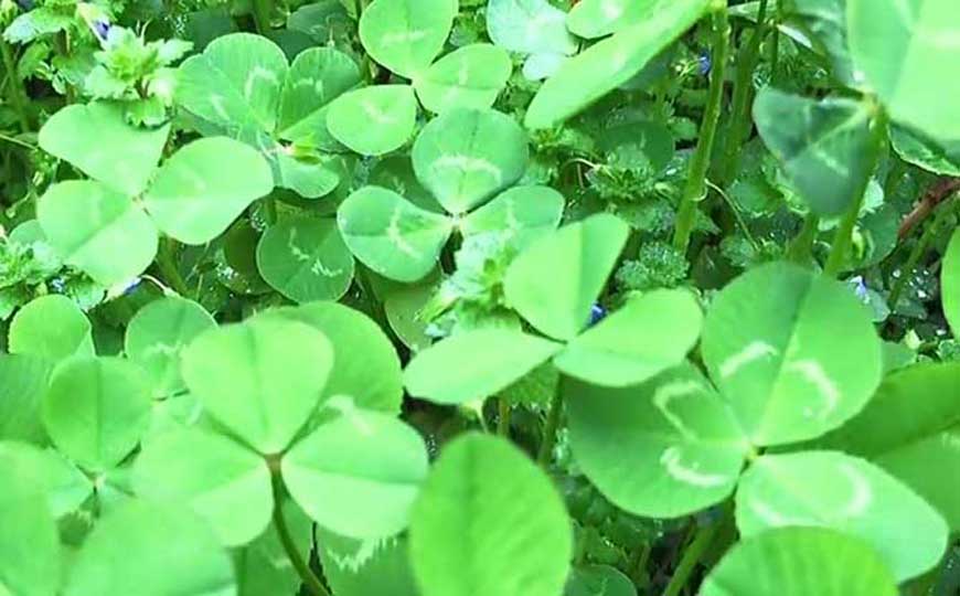 三叶草是什么植物？