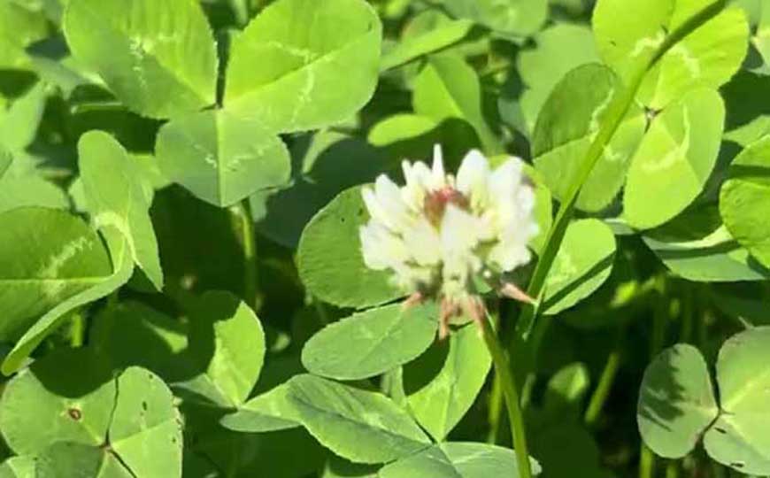 四叶草是什么植物？