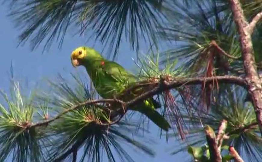 寿命最长的鸟是什么鸟？