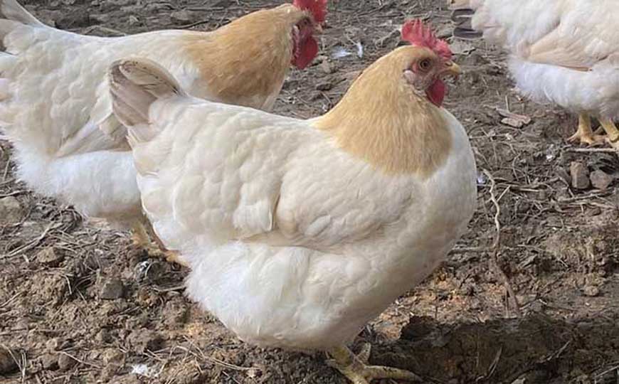 常见的家禽有哪些？