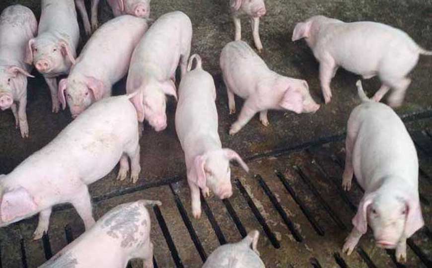 六畜家禽指的都有什么？