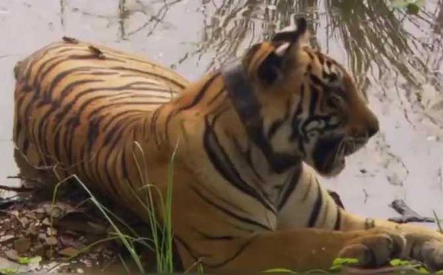 五禽戏是哪五种动物？