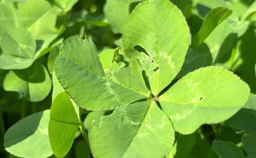 四叶草的花语及象征意义