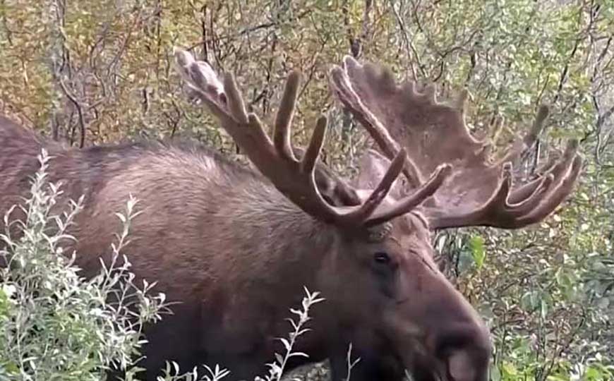 鹿(角仙、茸客)