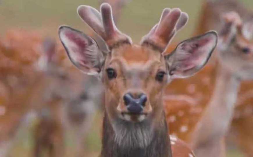 梅花鹿和马鹿的区别