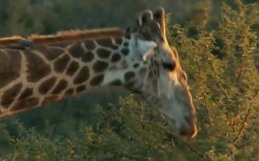 长颈鹿的拼音怎么读？