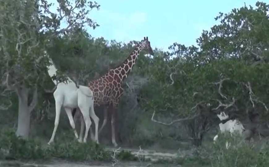 最后一只白色长颈鹿在哪里？