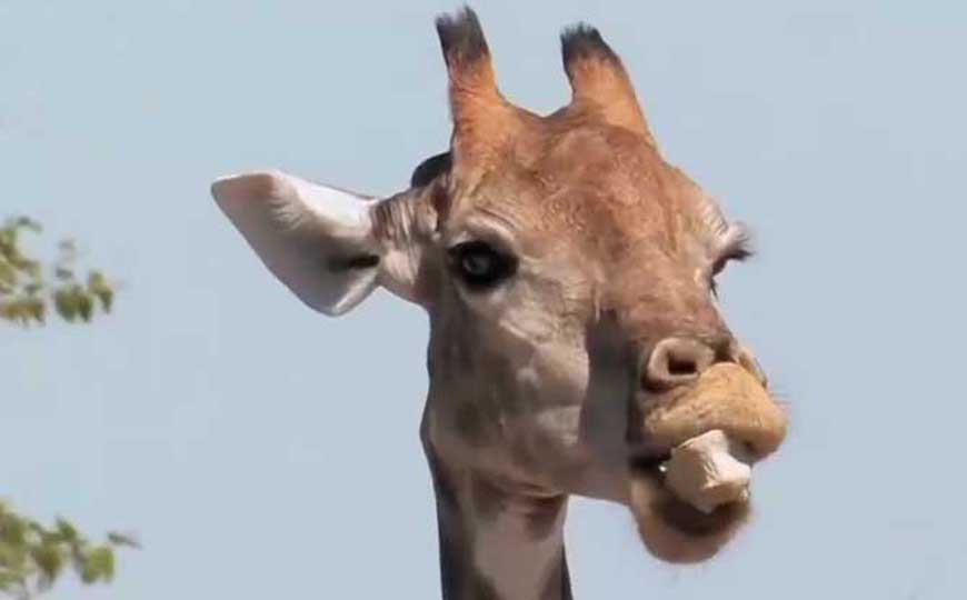 长颈鹿可以多久不喝水？