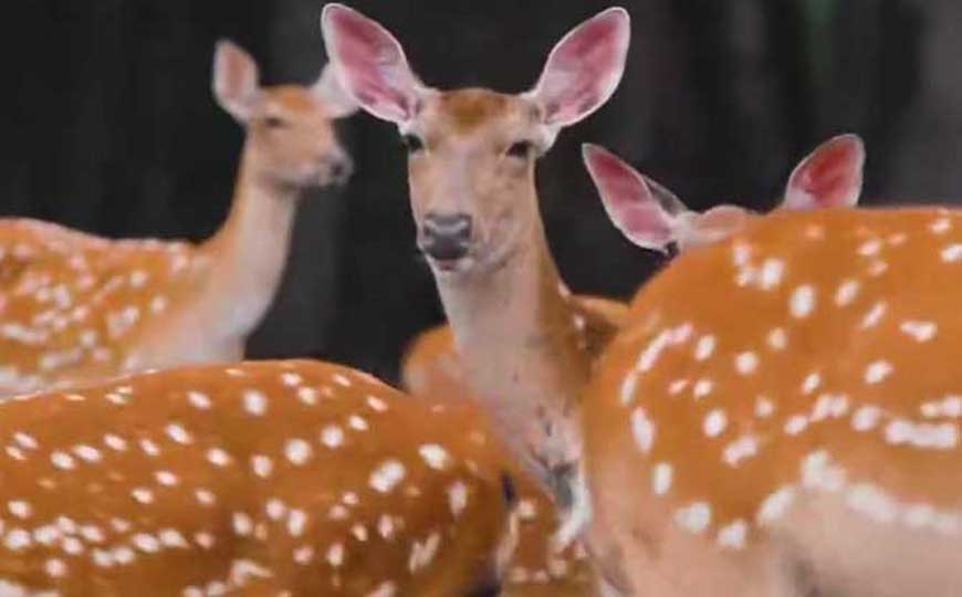 鹿的拼音怎么读写？