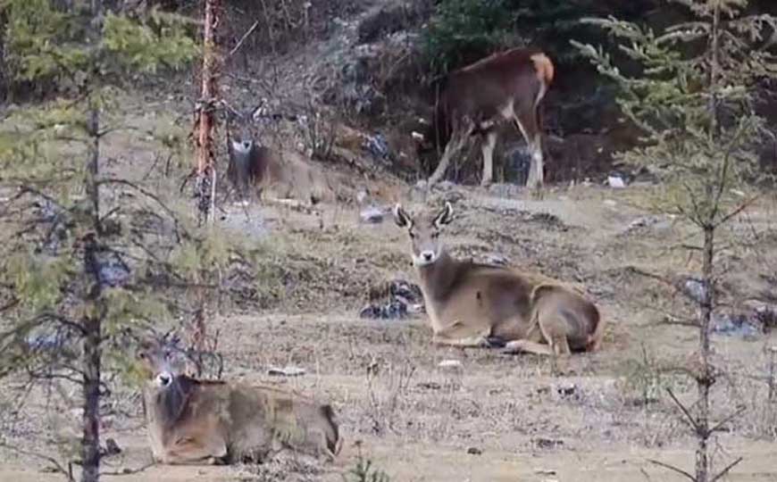 白唇鹿是什么动物？