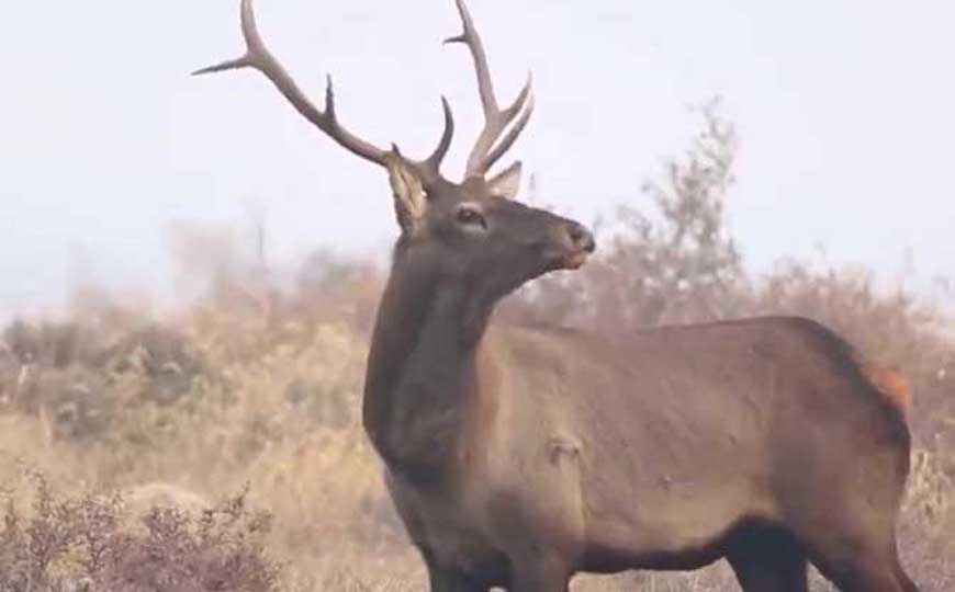 马鹿是什么动物？