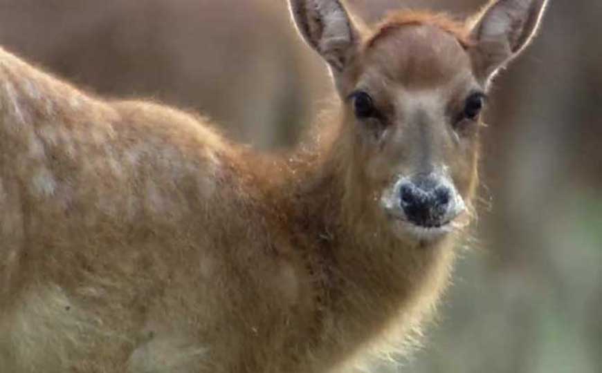 鹿的寓意和象征意义