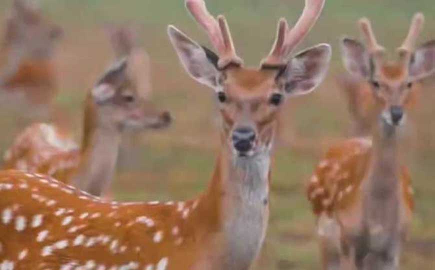 梅花鹿(斑龙、花鹿)