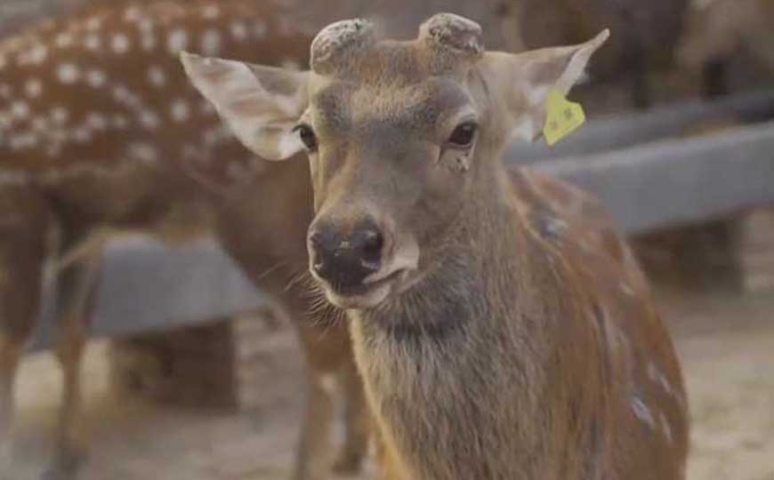 梅花鹿吃什么食物？