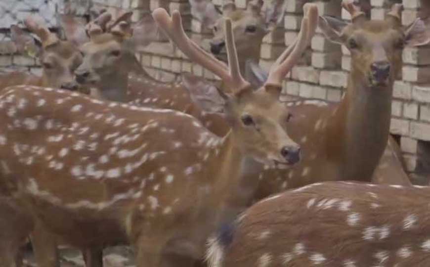 梅花鹿的英文怎么读？