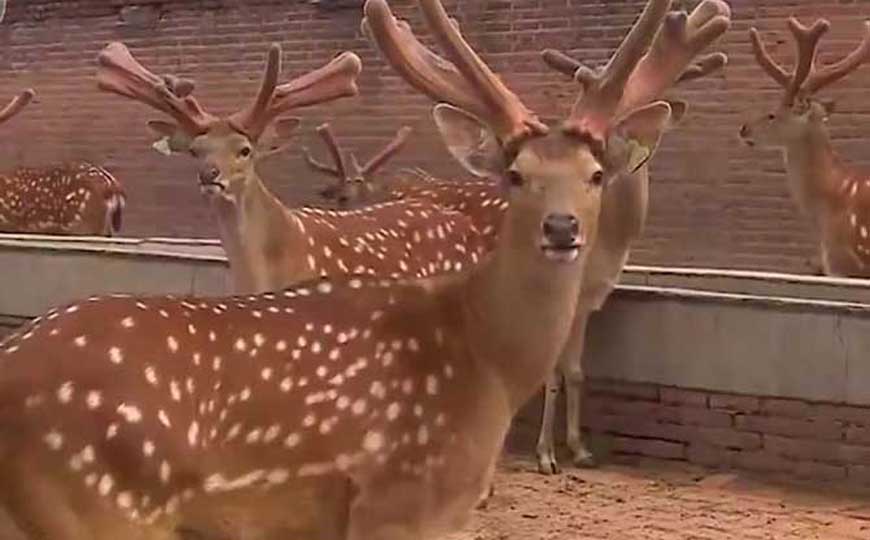 梅花鹿的资料和特点