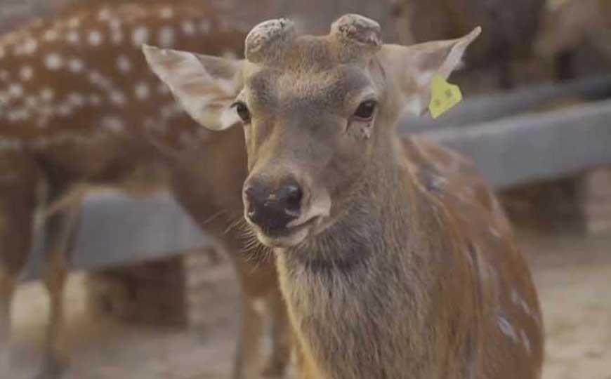 梅花鹿养殖技术及手续办理