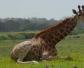 长颈鹿可以趴着睡觉吗？