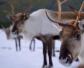 驯鹿是什么动物？