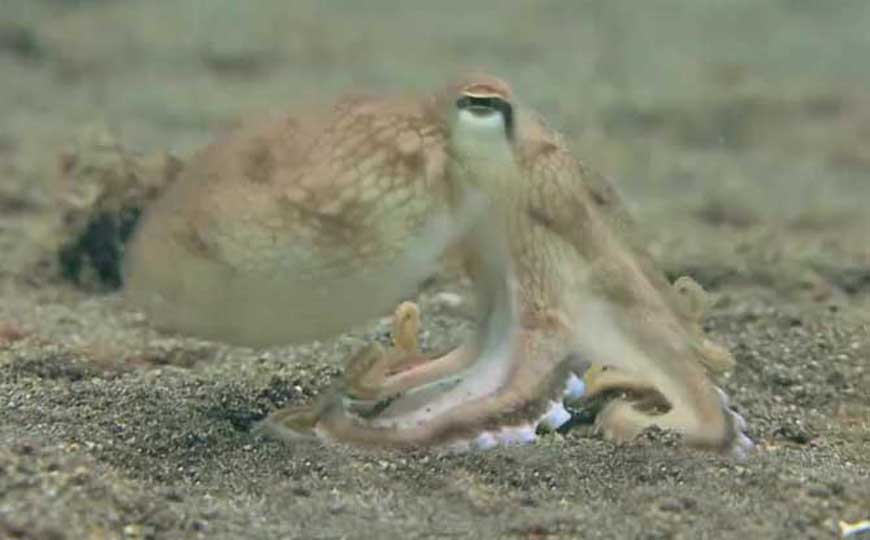 章鱼是什么动物？