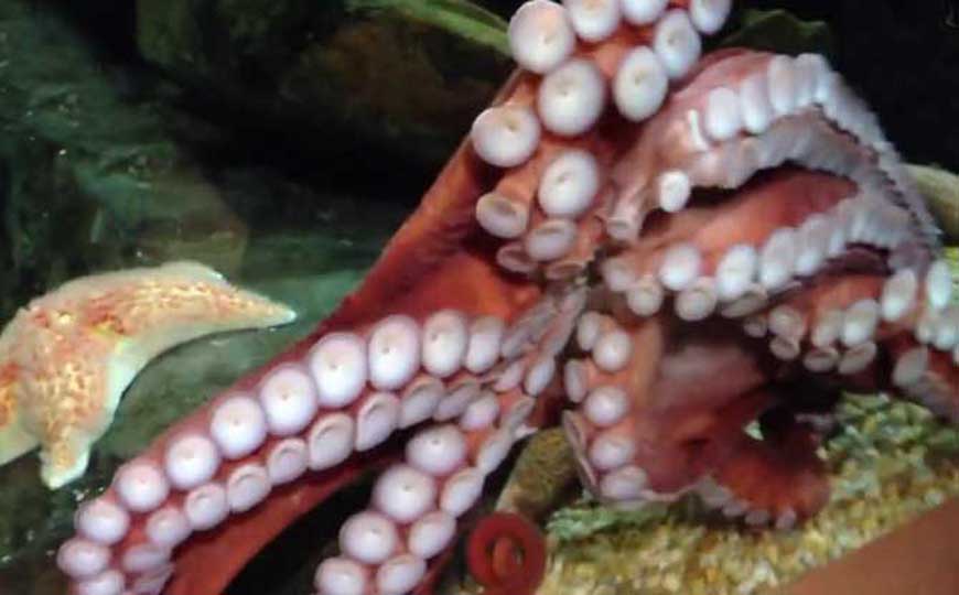 北太平洋巨型章鱼