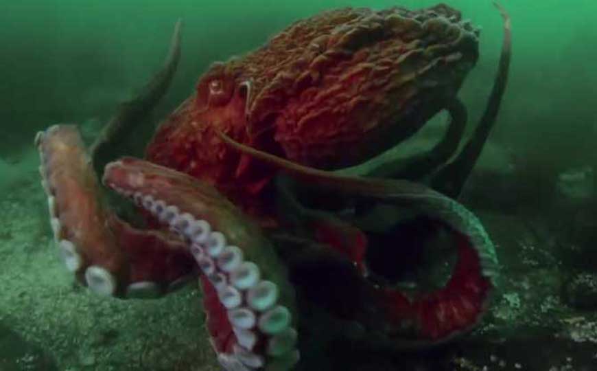 巨型章鱼是什么动物？