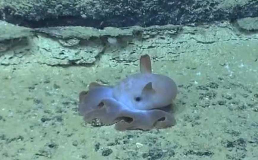 小飞象章鱼是什么动物？