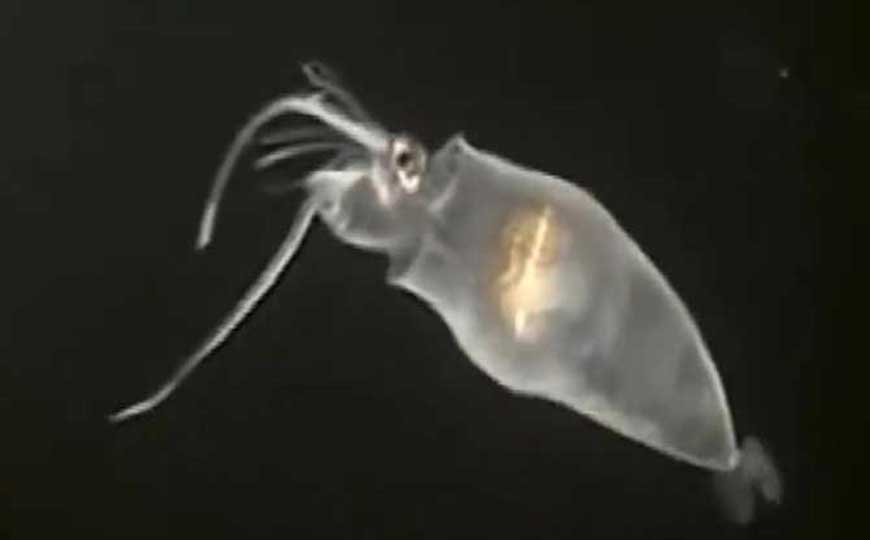 小猪章鱼是什么动物？