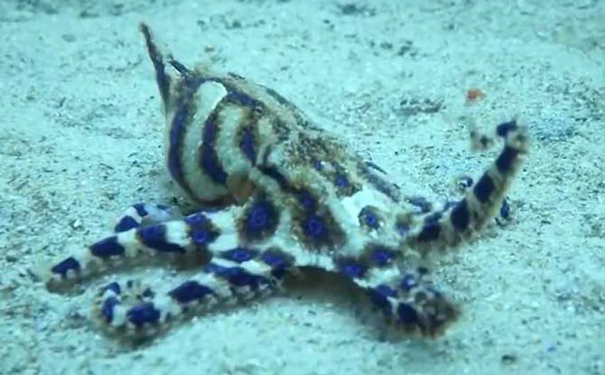 蓝环章鱼是最毒的章鱼吗？