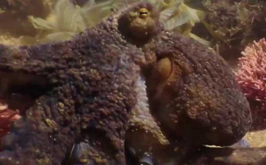 章鱼寿命有多长？