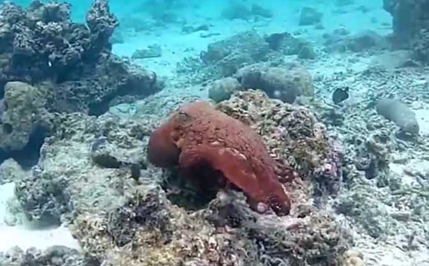 章鱼有几个心脏？