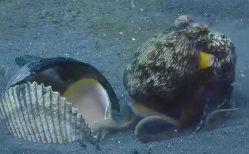 章鱼血是蓝色的吗？