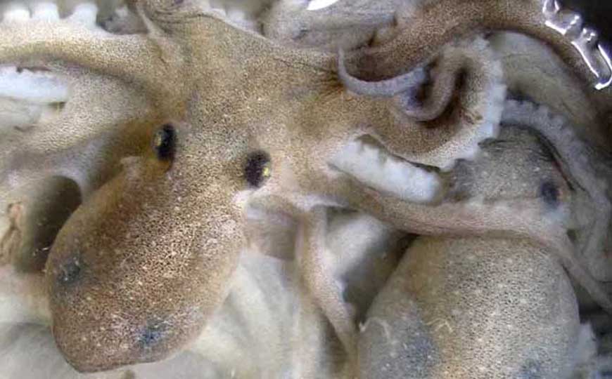 八爪鱼怎么处理干净？