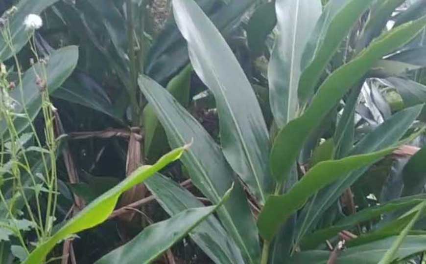 良姜是什么植物？