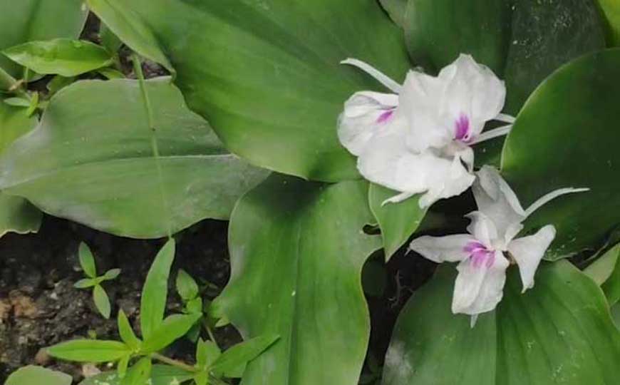 沙姜是什么植物？