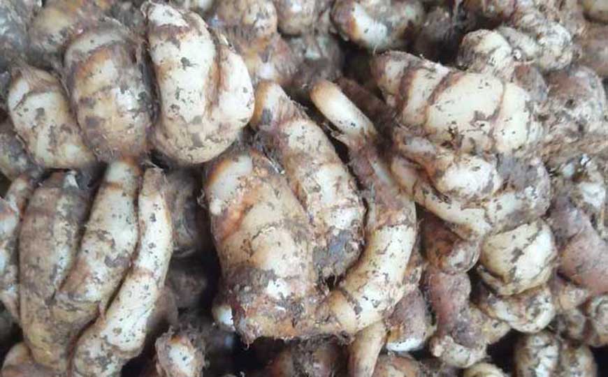 沙姜的功效与作用及禁忌人群