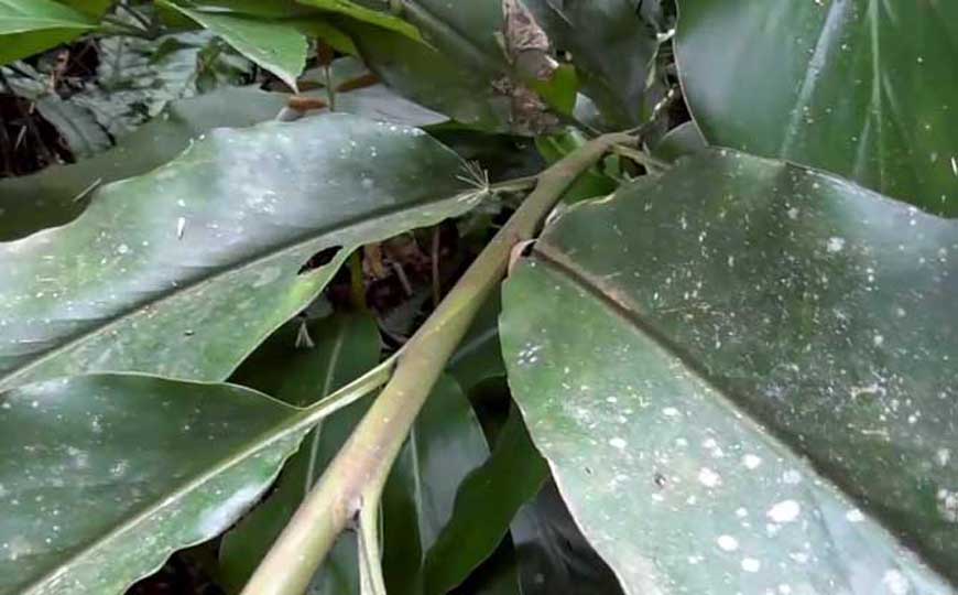 山姜是什么植物？