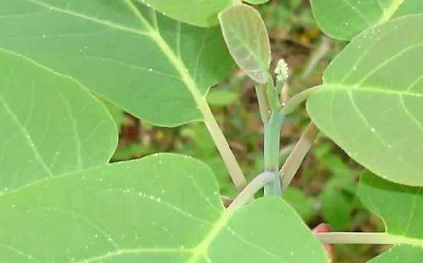 天目木姜子是什么植物？