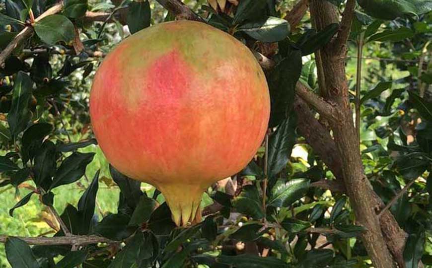 石榴是什么植物？