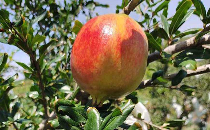 石榴的功效与作用及禁忌人群