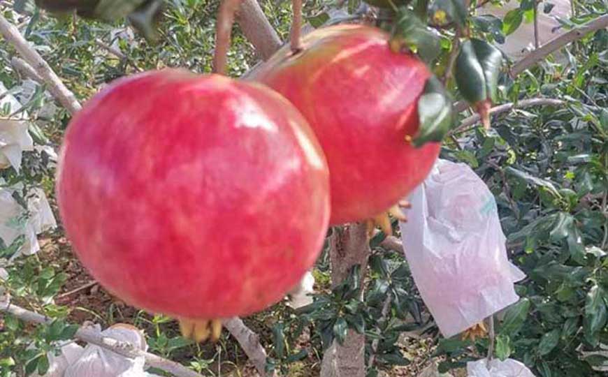 石榴产地在哪里？