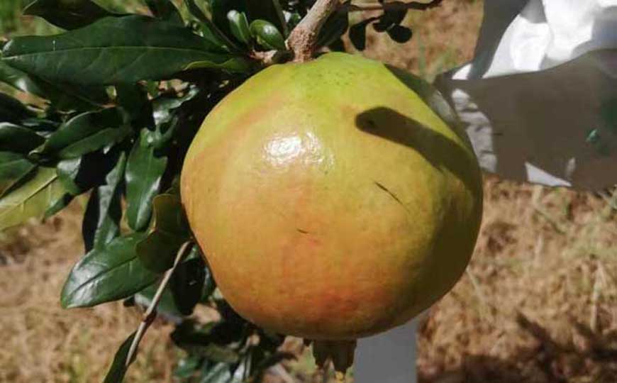 石榴的营养价值