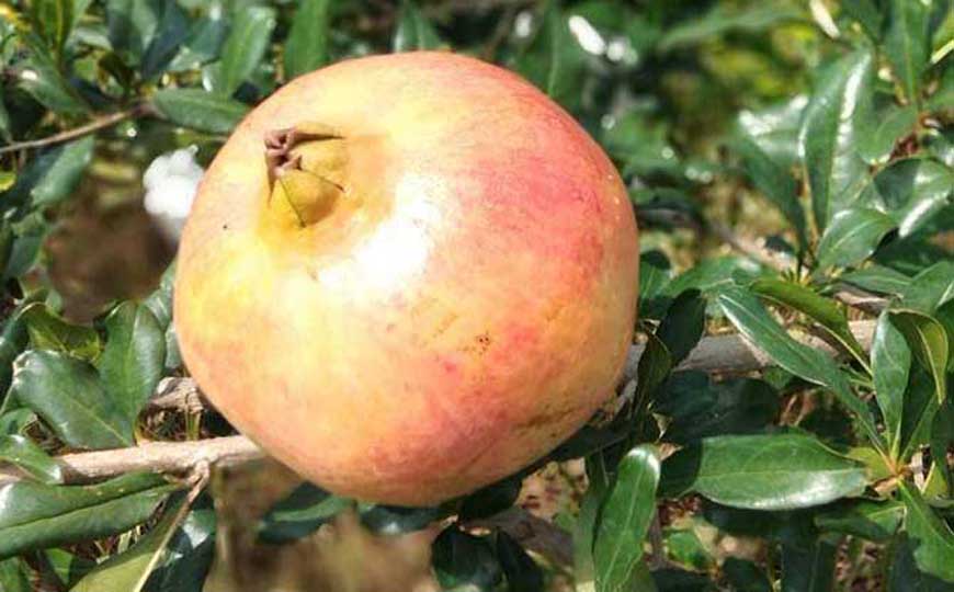 石榴花的花语及象征意义