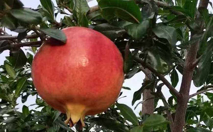 石榴怎么剥开又快又简单？