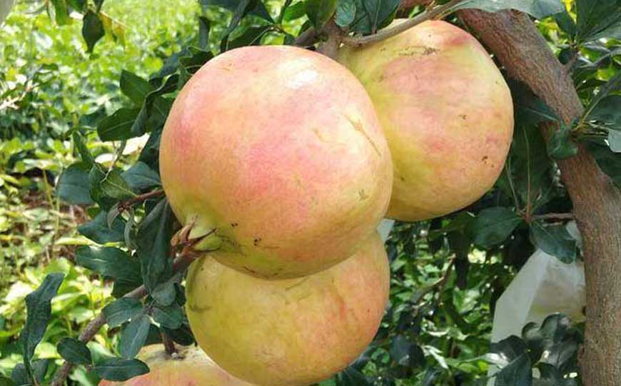 临潼石榴是什么石榴？