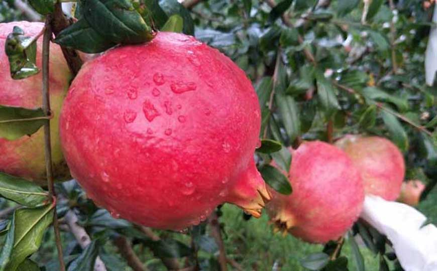 哪三种人不宜吃石榴？