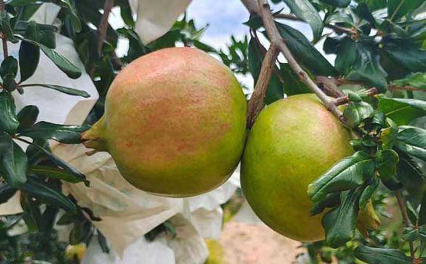 吃石榴上火吗？