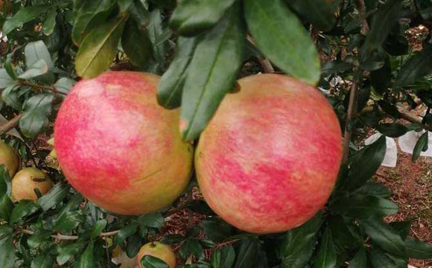 石榴籽的作用与功效及禁忌人群