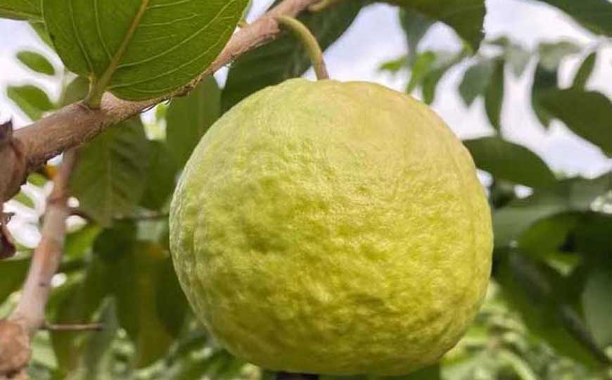 番石榴是什么植物？