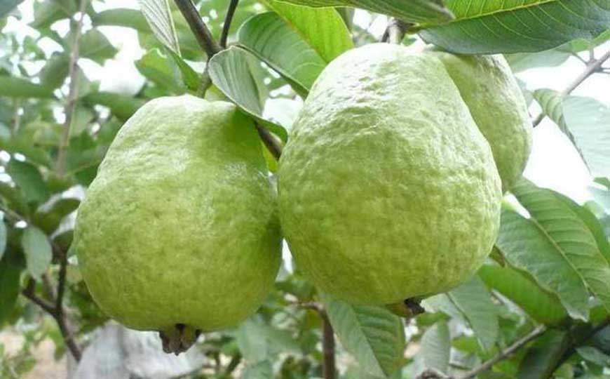 番石榴(芭乐)的功效与作用及禁忌人群